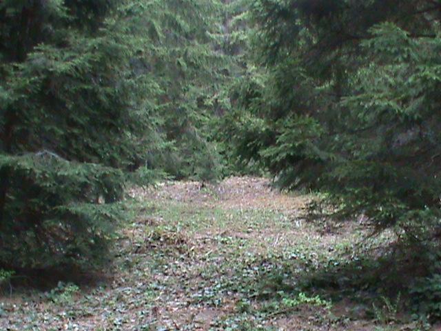 Plac na Goliji 5000m2