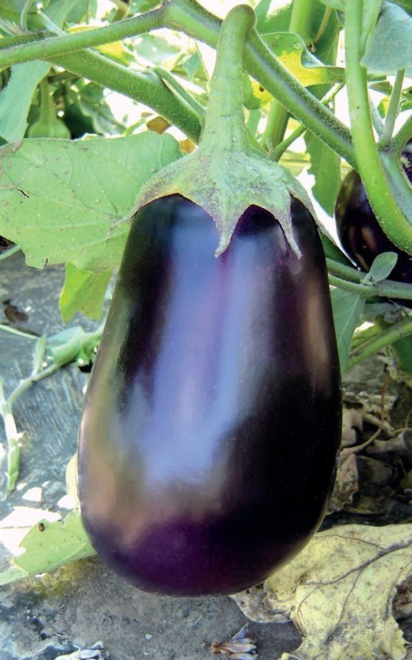 Plavi-patlidzan-seme