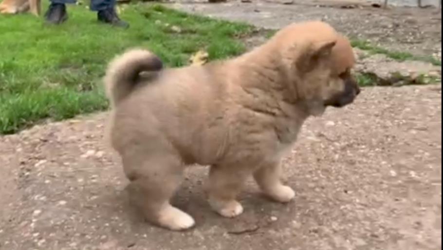 Šiba-Inu-štenci