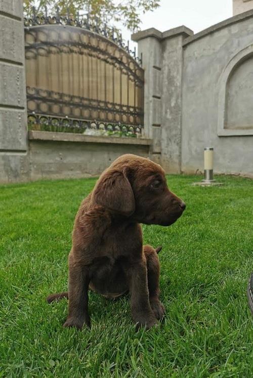 Labrador-retriver