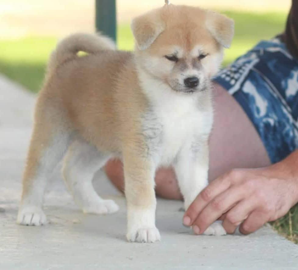 Akita--Inu-