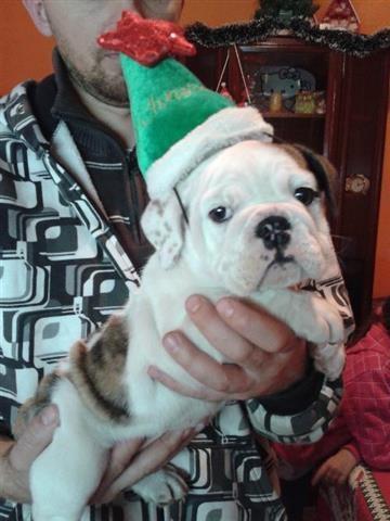 Engleski-buldog-stene