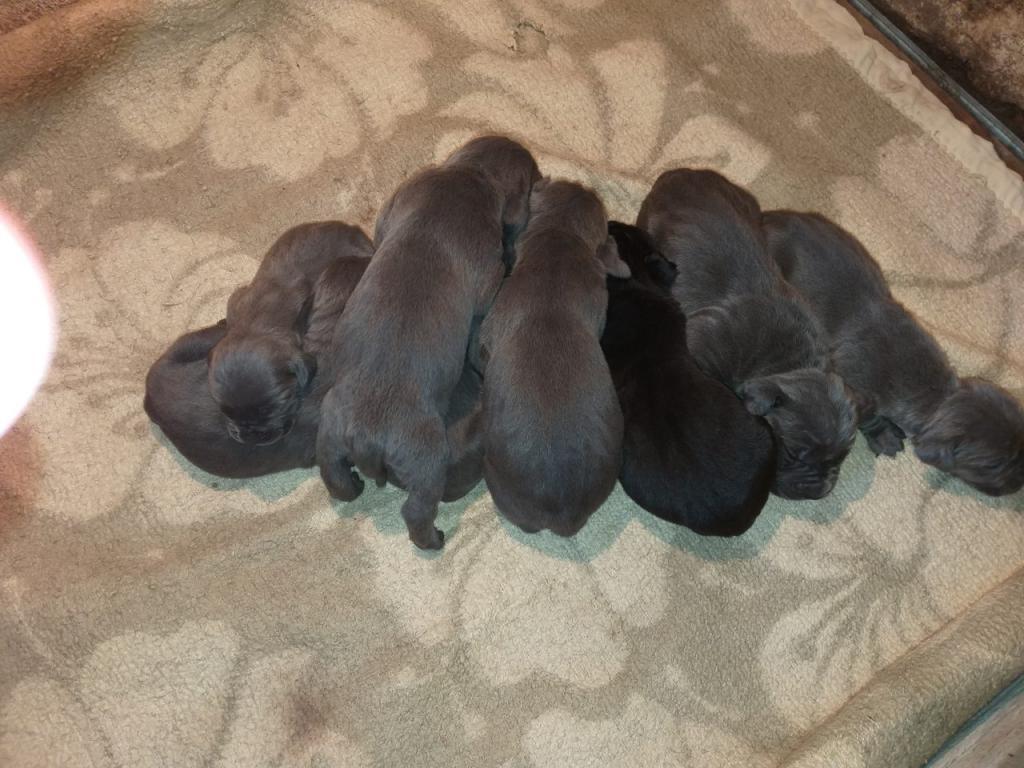 Cane-corso-stenci