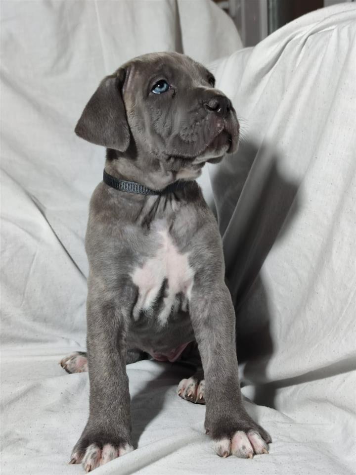 Prodaja-stenaca-Cane-Corso