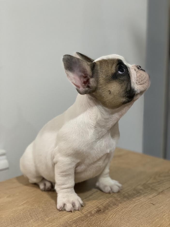 Francuski-buldog