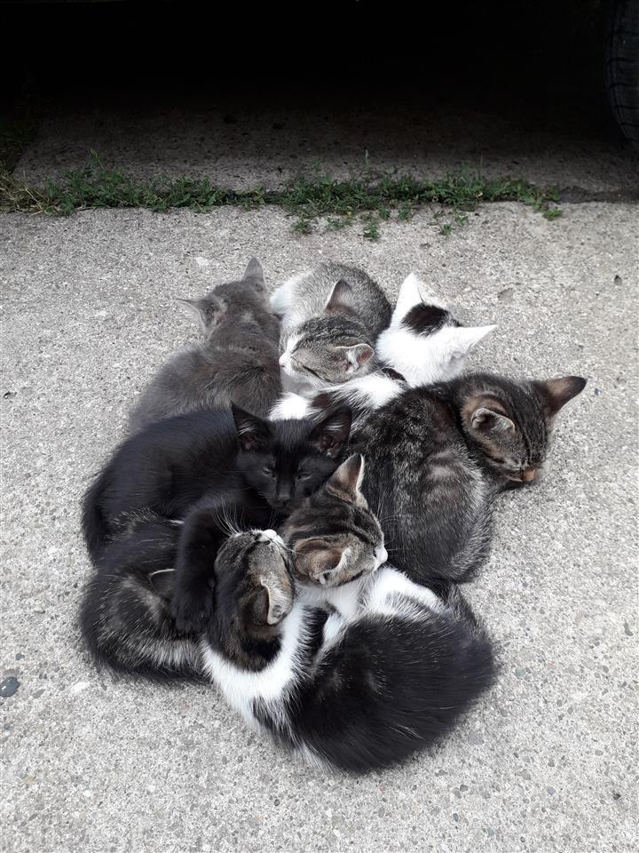 Poklanjam-mačiće