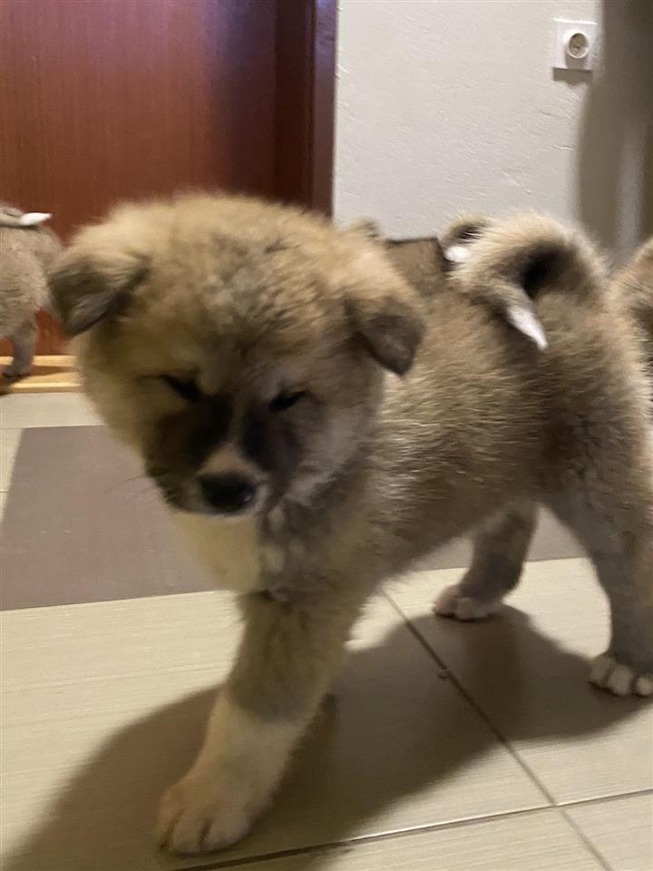 Akita-inu-stenci