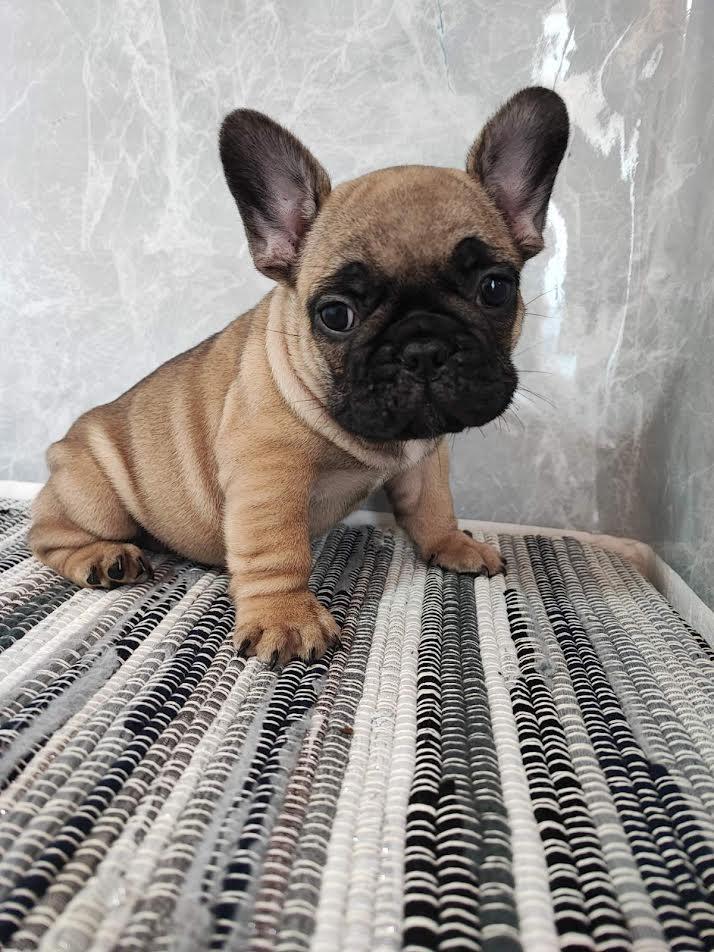 Francuski-buldog-štenci-