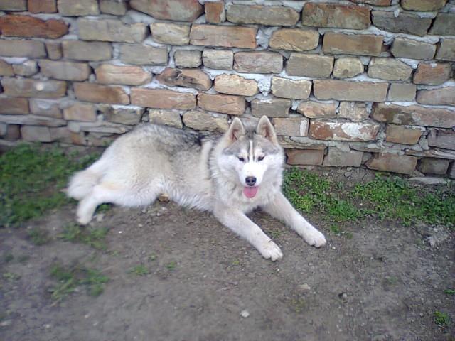 Sibirski haski