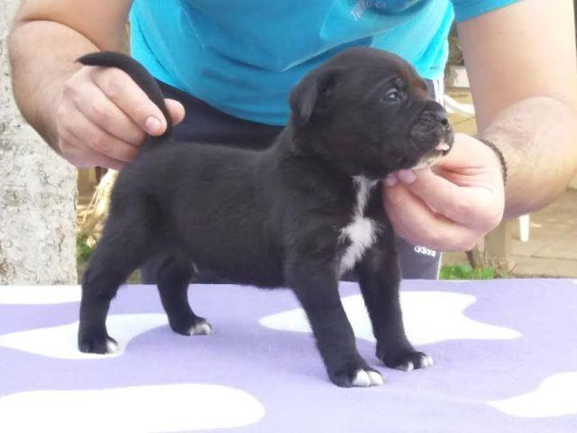 Cane-Corso--štenci-