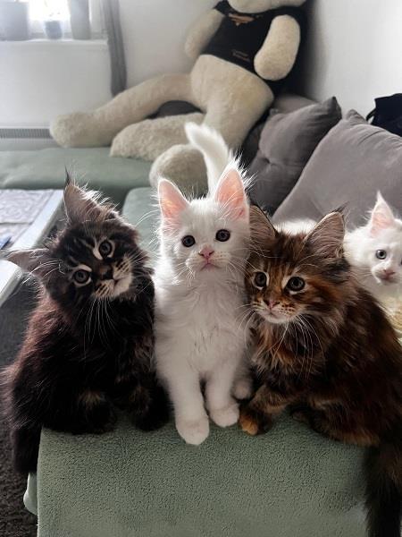 Maine-coon-mačići