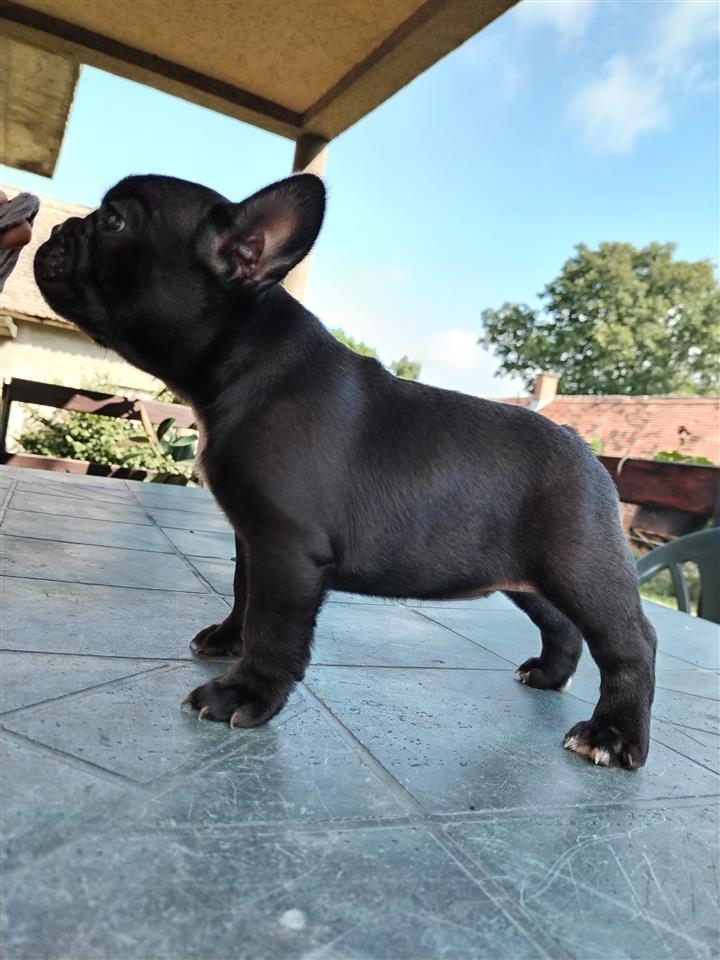Francuski-buldog-