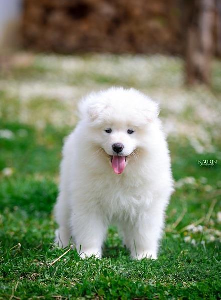 Samojed--dva-muška-šteneta