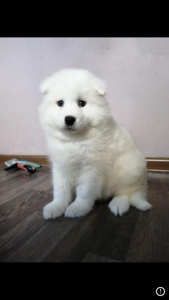 Sibirski-samojed-štenci