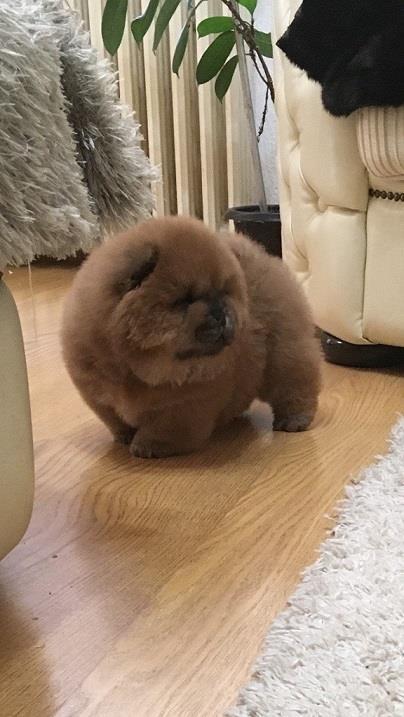 Chow-chow-zensko-stene