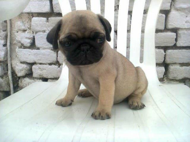 Mops stenad bez boje