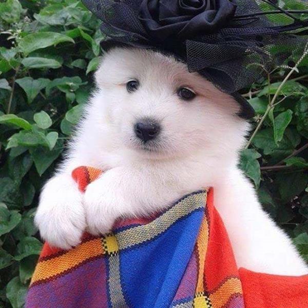 Samojed-štenci-