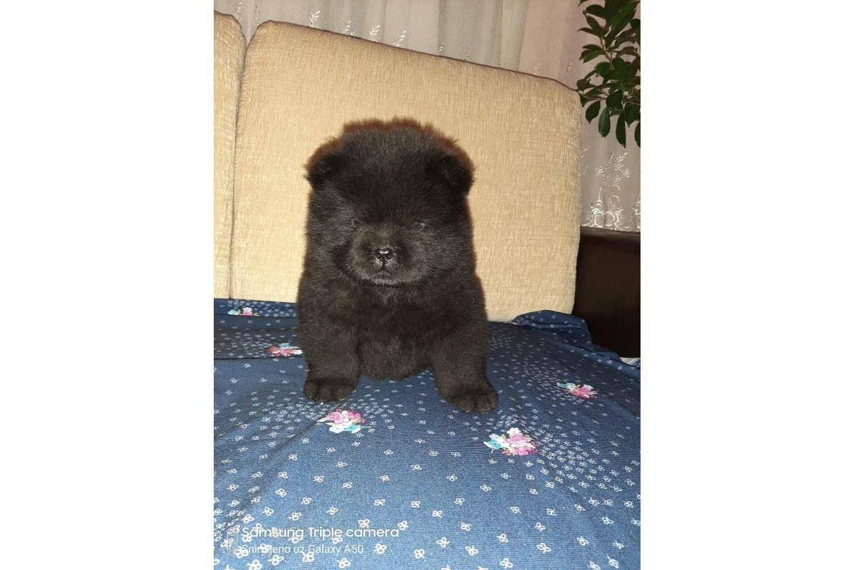 Štenci-Chow-Chow-