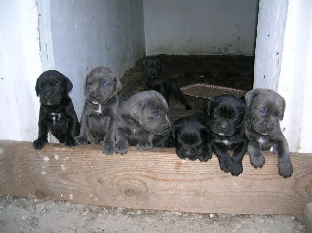 Cane-corso-štenci