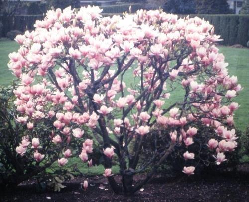 MAGNOLIJA SADNICE