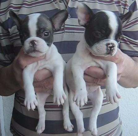 Francuski-buldog