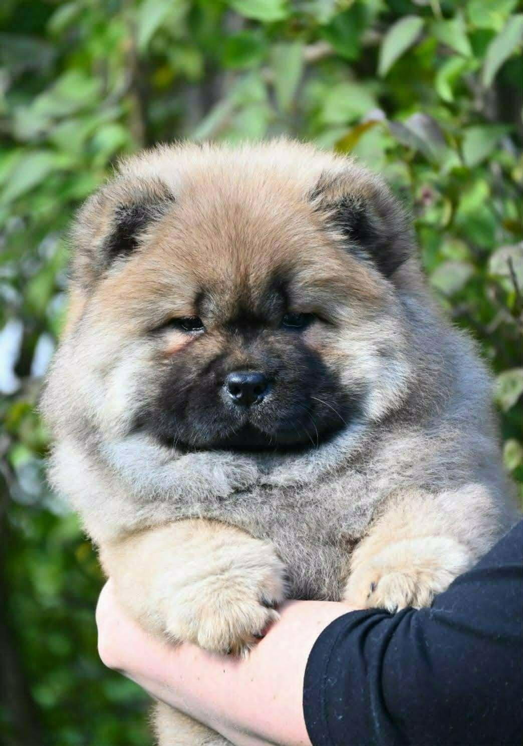 Chow-Chow-Cau-Cau-Čau-Čau