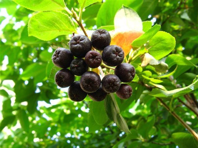 ARONJA MELANOCARPA NERO