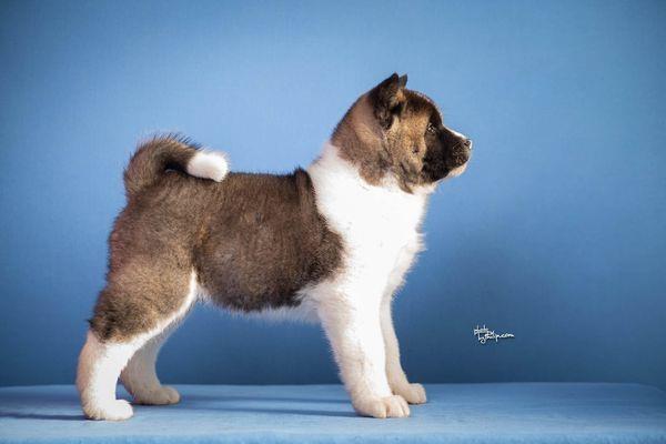 Americka-akita