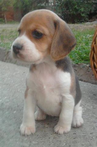 Beagle