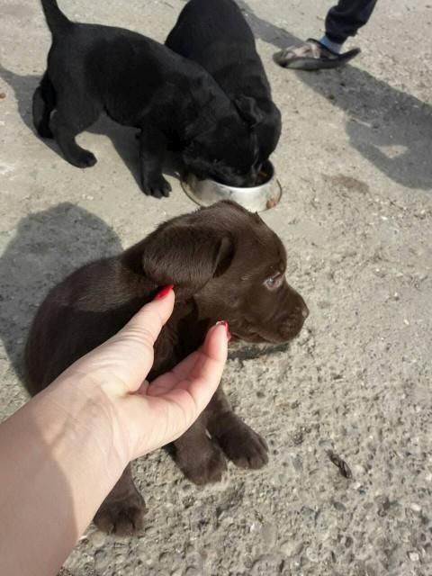 Labrador--stenci