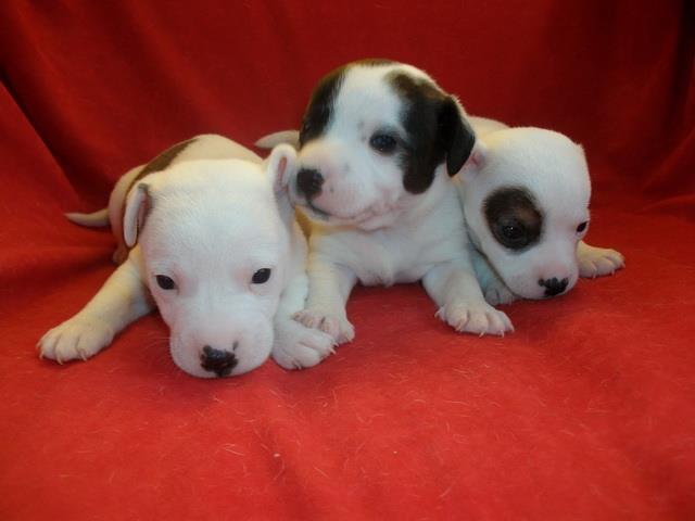 Jack-Russel-Terrier--stenad