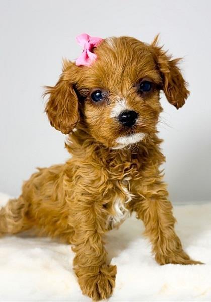 Cavapoo-kavapu--Cavalier-+-toy-pudla-