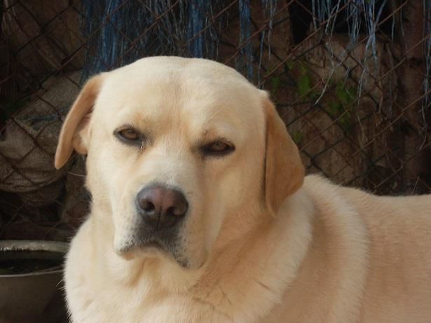 LABRADOR-RETRIVER-