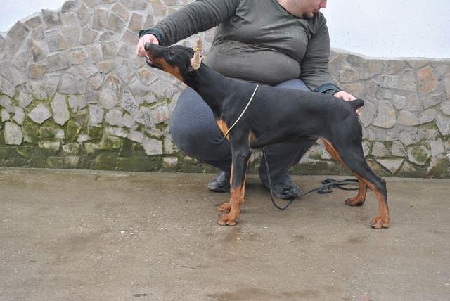 Doberman---stenci-