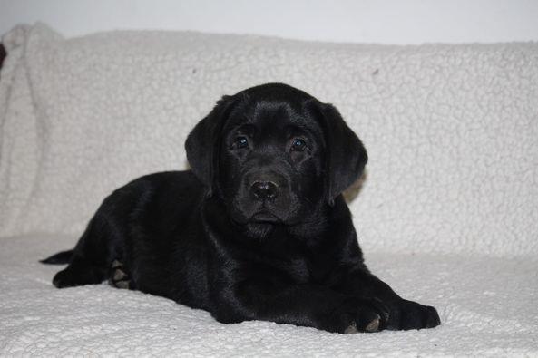 Labrador 