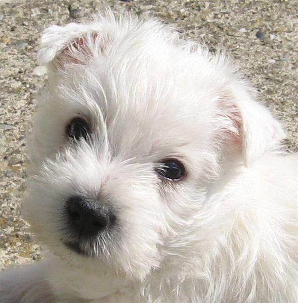 Westie-stene