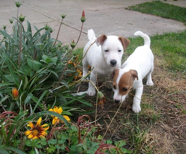 Jack-Russell-Terrier--stenci