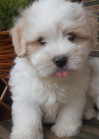 COTON de TULEAR - samp. porekla