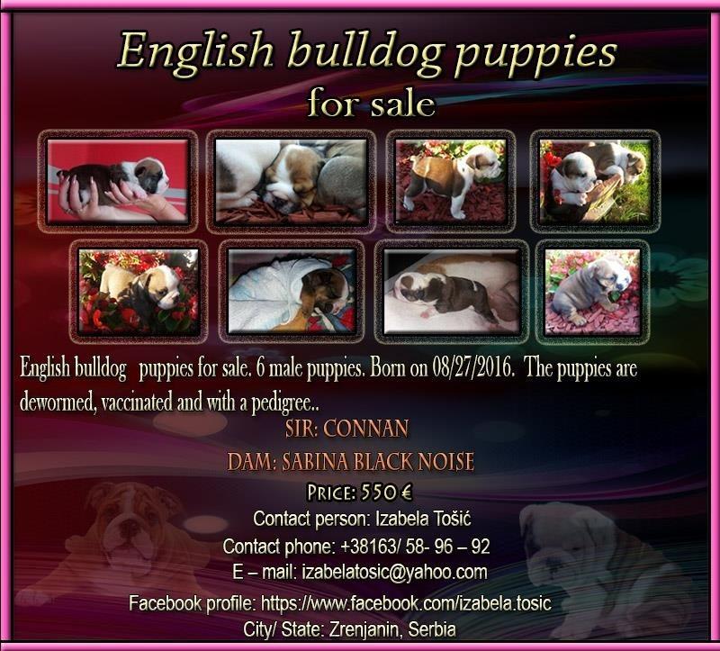 Engleski-Buldog-štenad-