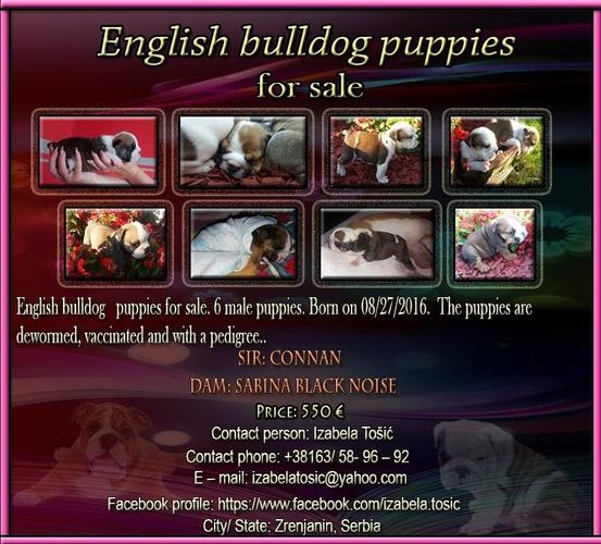 Engleski Buldog štenad 