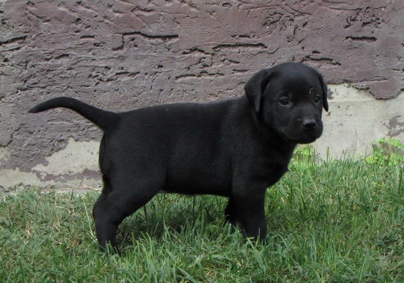 Prodajem-stenad-labrador-retrivera