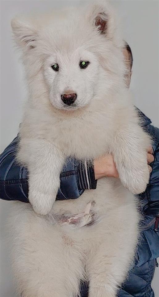 Samojed-štenci