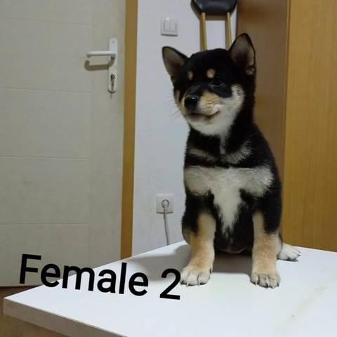 Šiba-inu-štenci