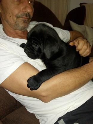 Cane-corso-štenci