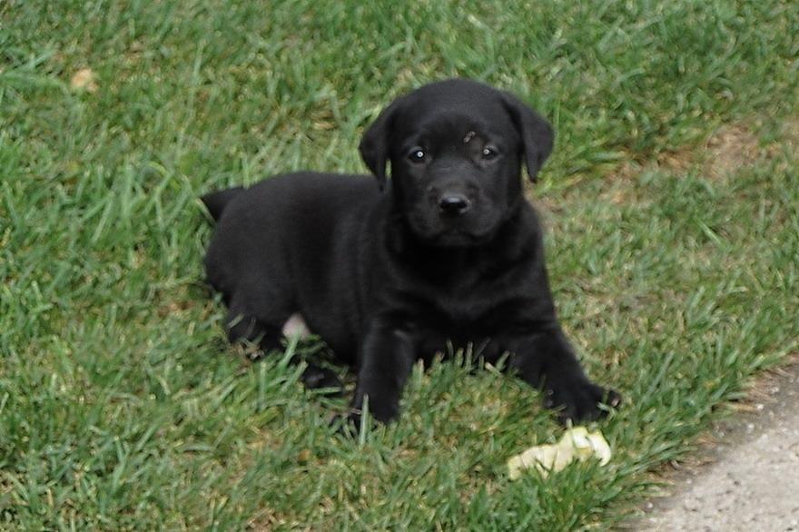Prodajem-stenad-labrador-retrivera