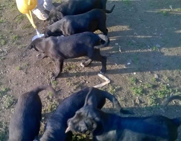 Stenci-CANE-CORSO-vrhunskog-porekla