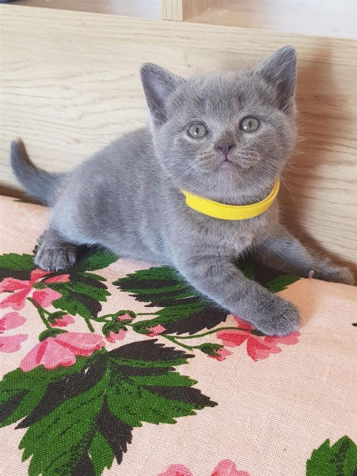 Scottish-Fold-Kittens-na-prodaju