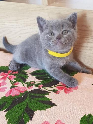 Scottish Fold Kittens na prodaju