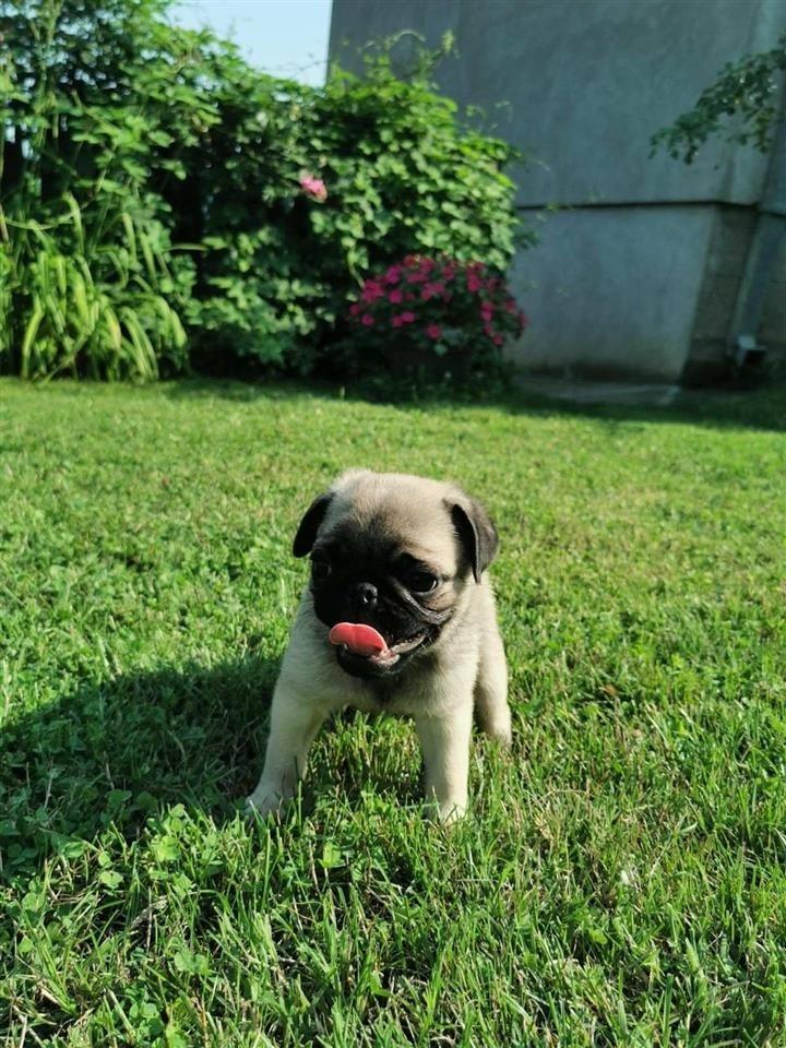 Mops-štenci