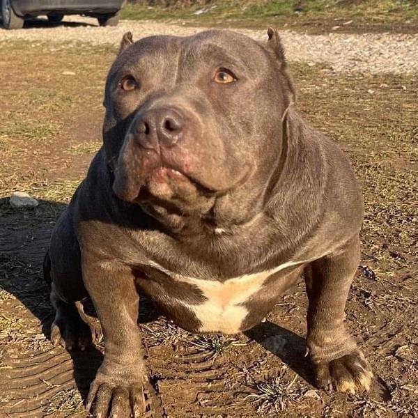 American-bully-pocket